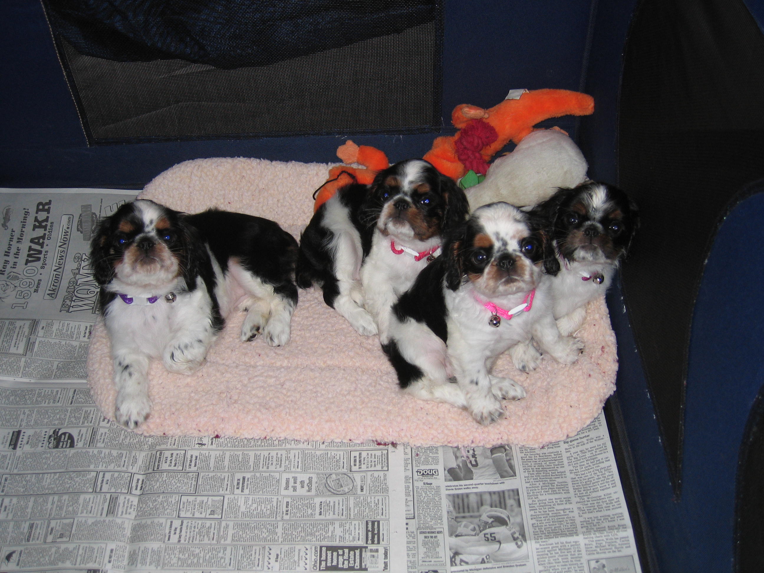 Puppies after their bath 11-25