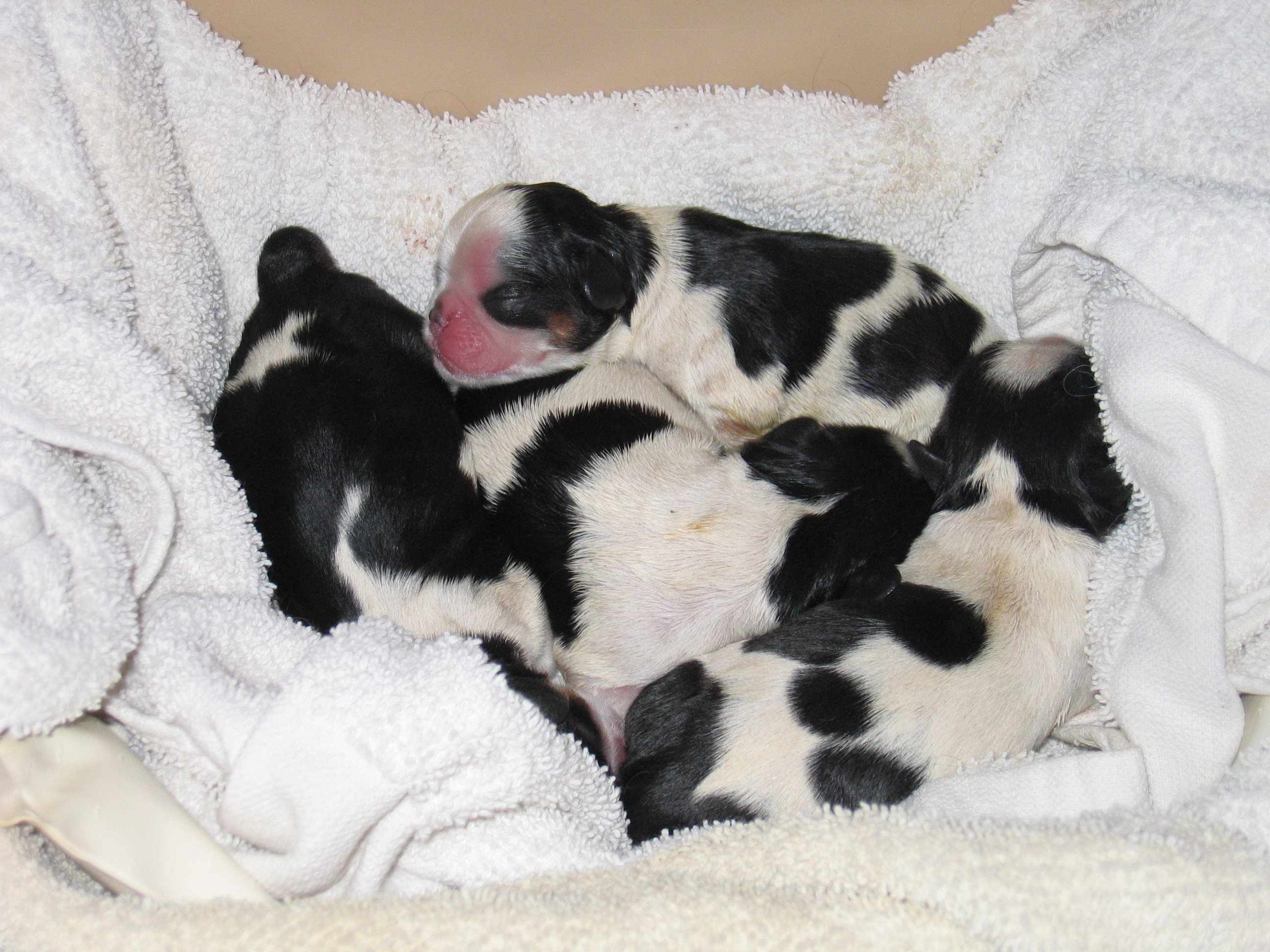 Puppies just after being born 9-27-08