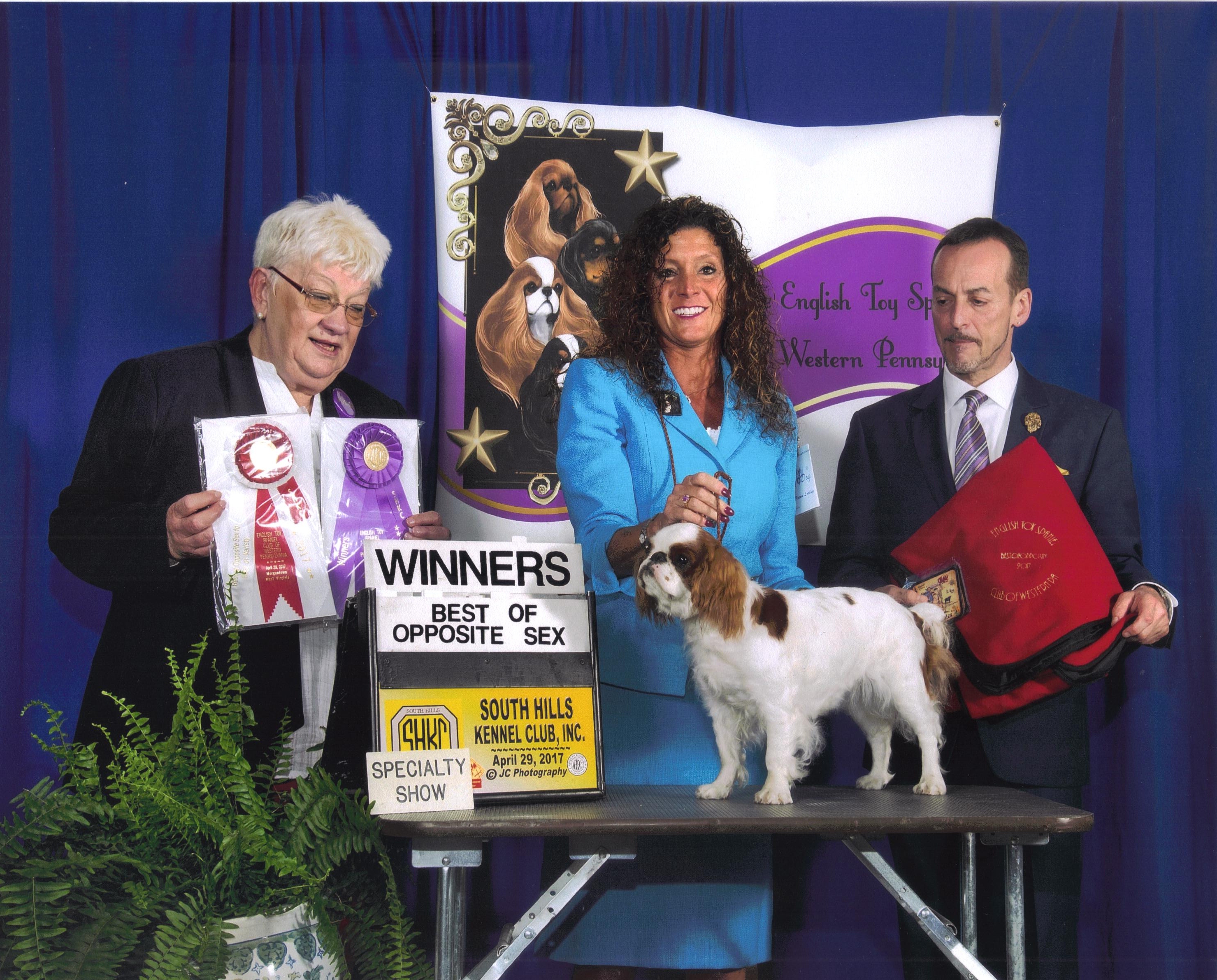 Natalie's newest win at the English Toy Spaniel Club of Western Pennsylvania specialty show. Her win was under breed judge Rita Lloyd from Wales.  A great honor.